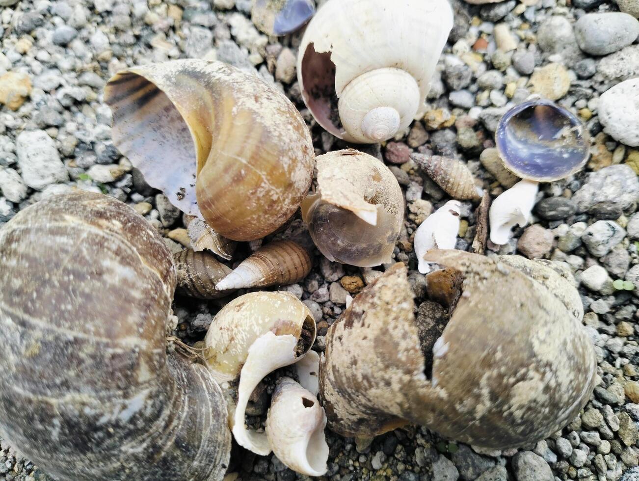 Shells of Various Sizes Scattered on the Gravel Floor photo