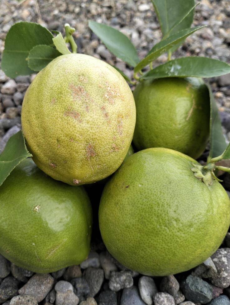 Rustic Lemons on Gravel Bed photo