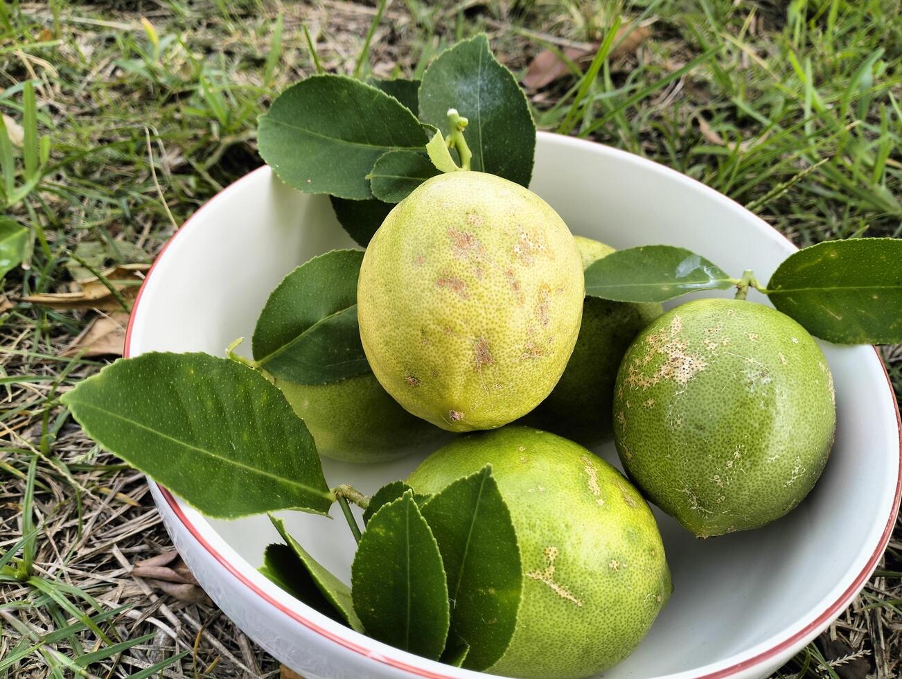 Close up of green ripe lemon fruit and green leaves in bowl, with grass background, Meyer lemon, Fresh Lemon Bunch on Rocky Ground photo