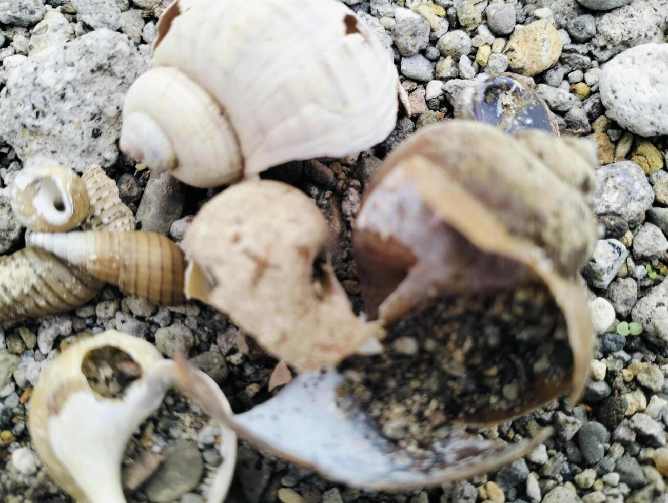 Collection of Shells on a Natural Pebble Surface photo