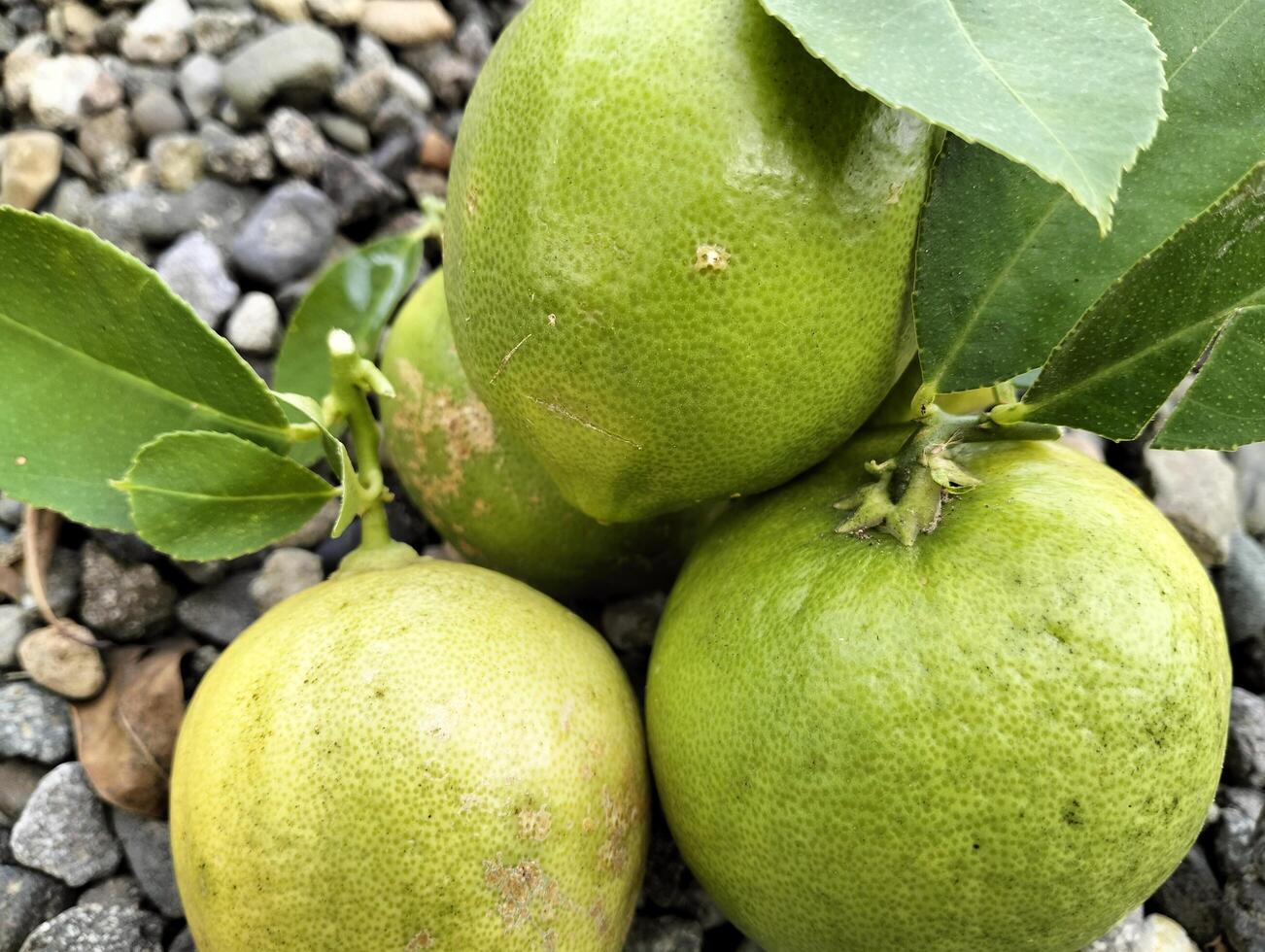 Organic Citrus Fruit Harvest, Close up of green ripe lemon fruit and green leaves in bowl, with pebbles background, Meyer lemon photo