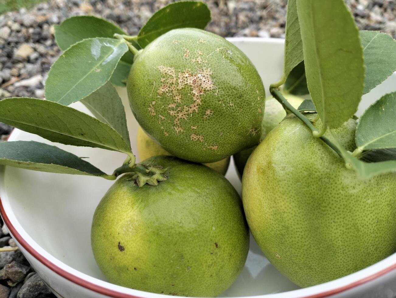Close up of green ripe lemon fruit and green leaves in bowl, with pebbles background photo