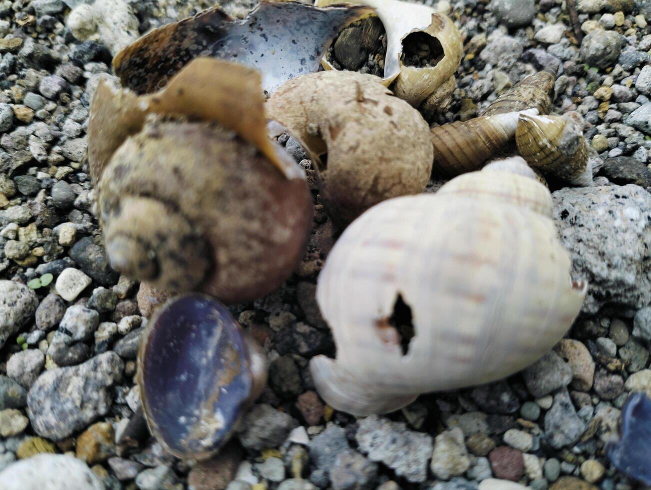 Empty Clam Shells on a Rocky Surface with a Natural Feel photo