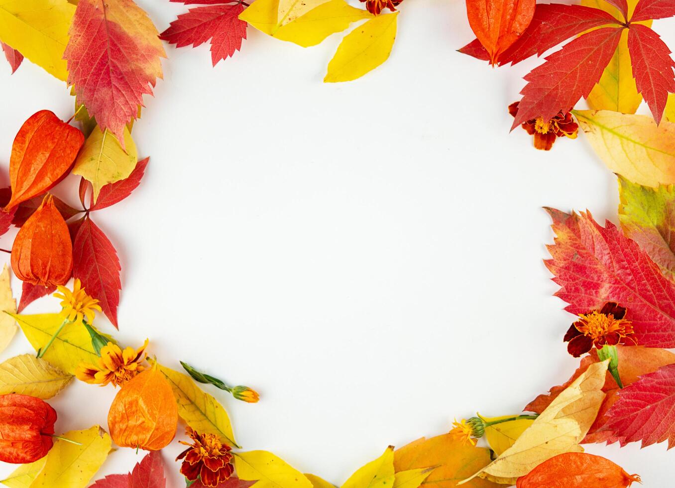 Autumn frame of multi-colored leaves on a light background. Autumn concept. Autumn postcard. Copy space. photo