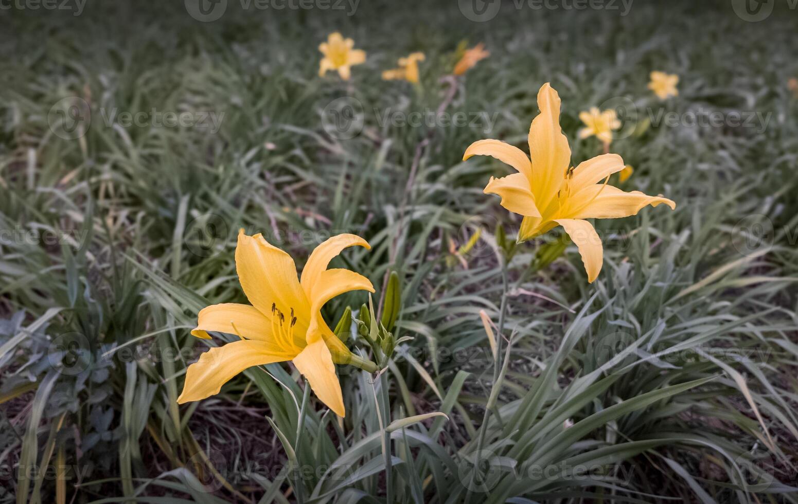 Blooming Yellow Lilies in a Field - A close-up of bright yellow lilies blooming in a grassy meadow, perfect for nature and floral-themed projects. photo