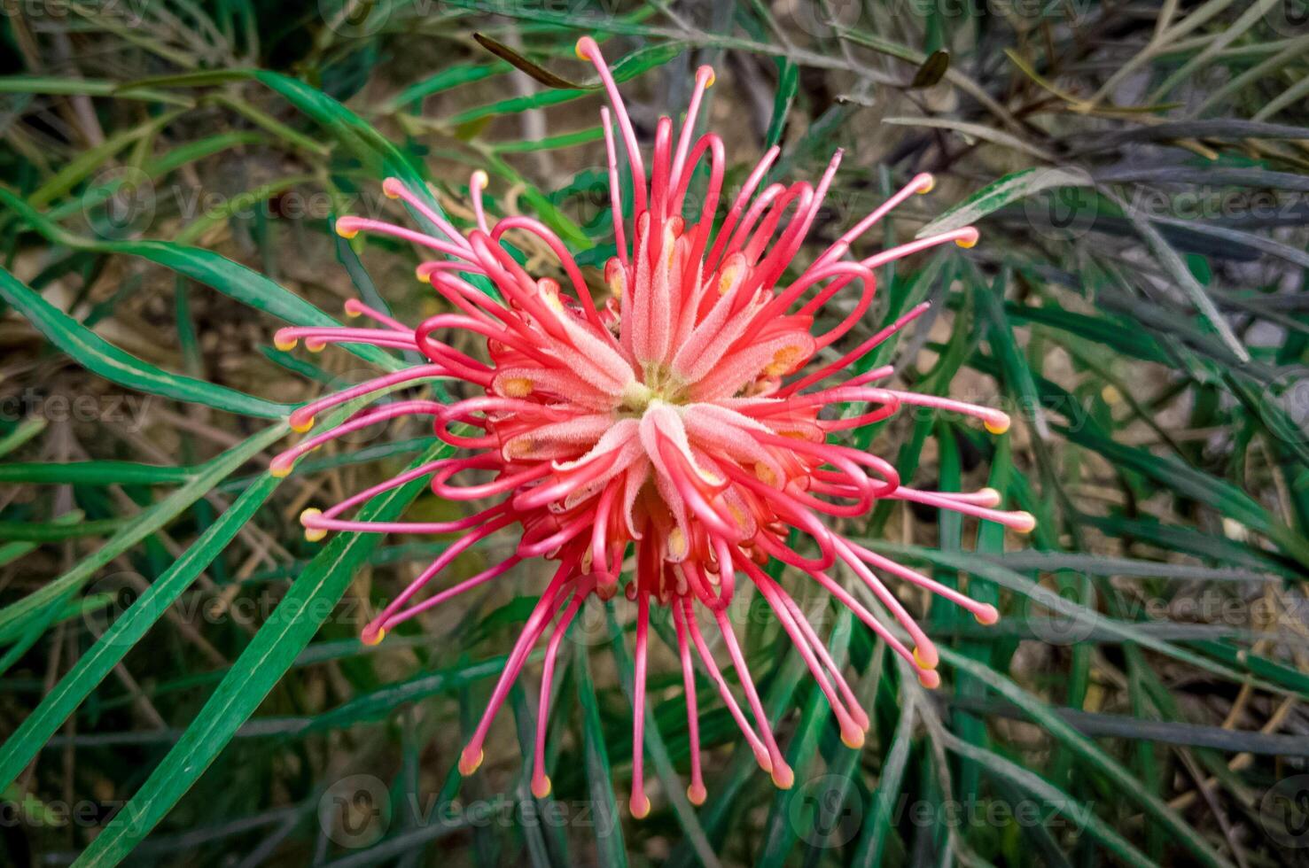 Top-Down View of Red Exotic Flower with Spiraled Petals photo