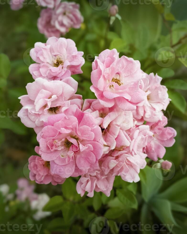 Close-Up of Pink Roses in Full Bloom - A close-up capture of pink roses blooming against a green background, perfect for floral or nature-themed projects. photo