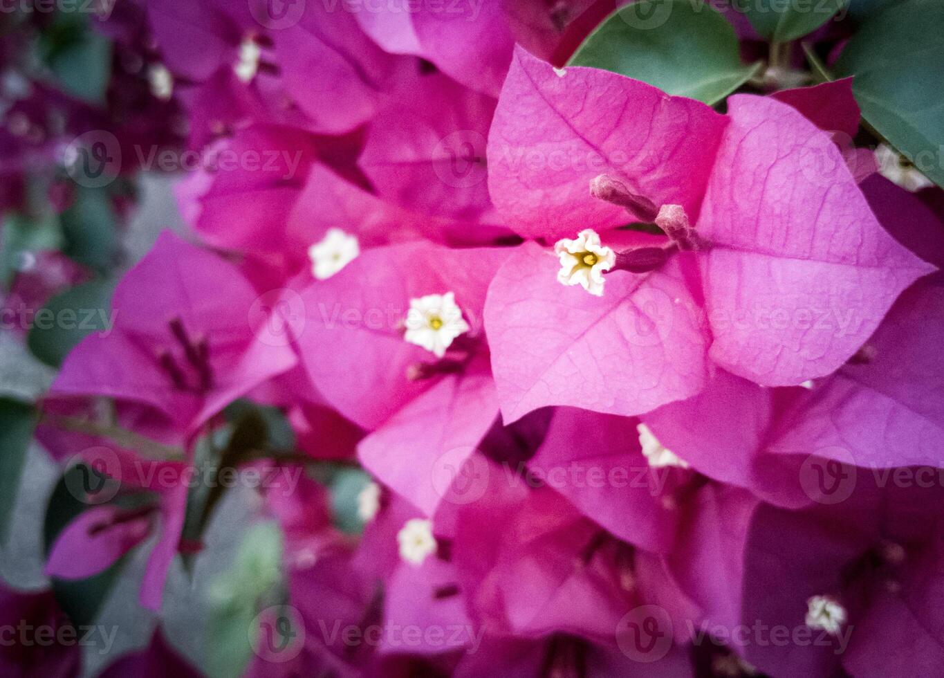 Pink Bougainvillea in Bloom - A detailed close-up of pink bougainvillea flowers in full bloom, ideal for nature and floral-themed projects. photo