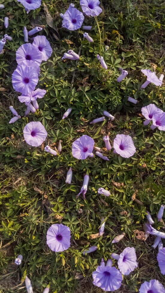 Vibrant Purple Flowers on Green Ground Cover photo