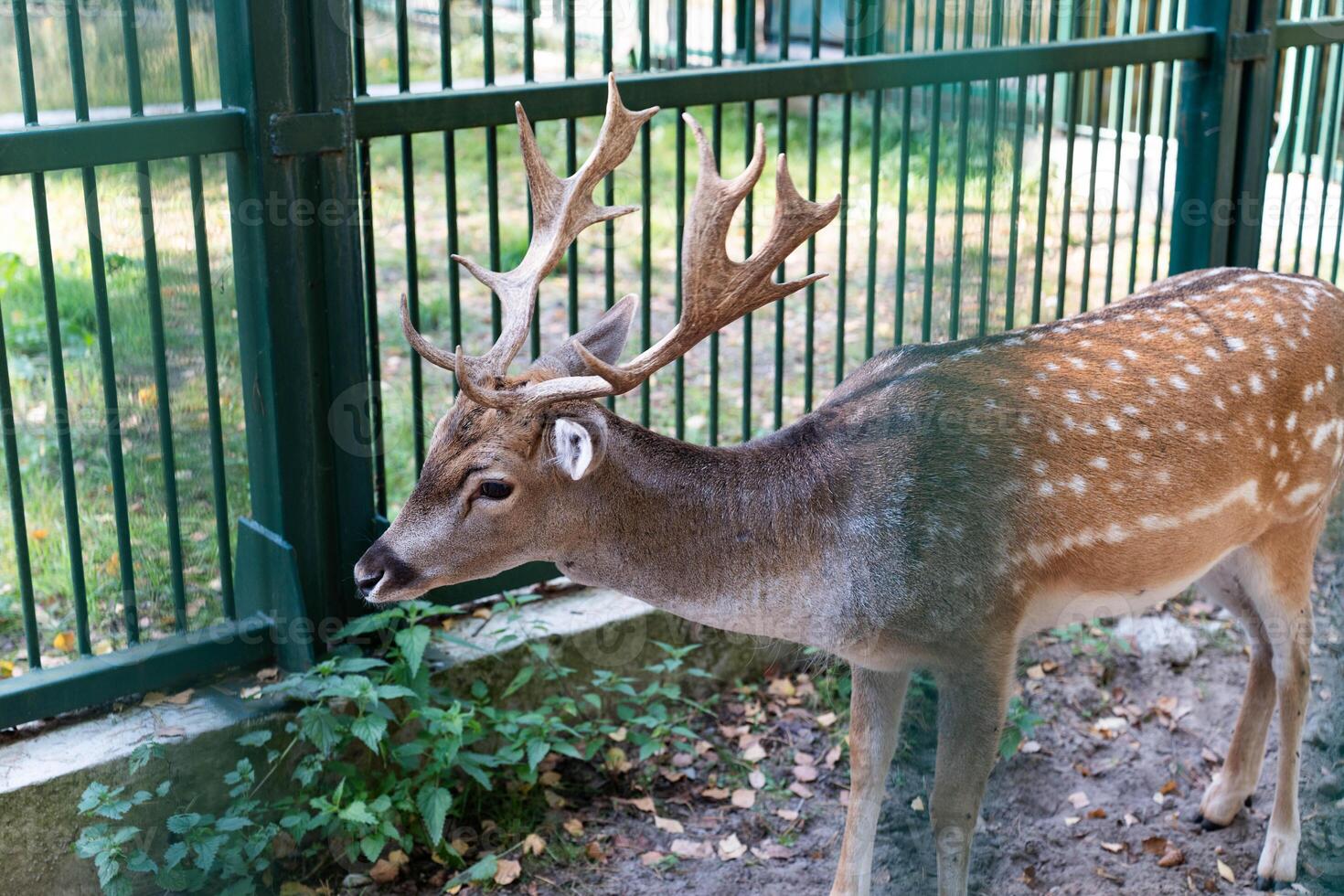 A young deer eats green grass in the pen photo