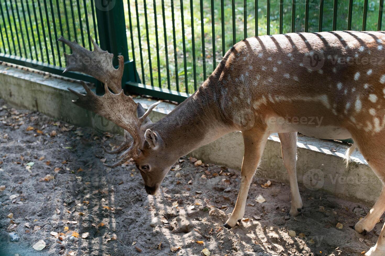 Young deer eating green grass in the pen photo
