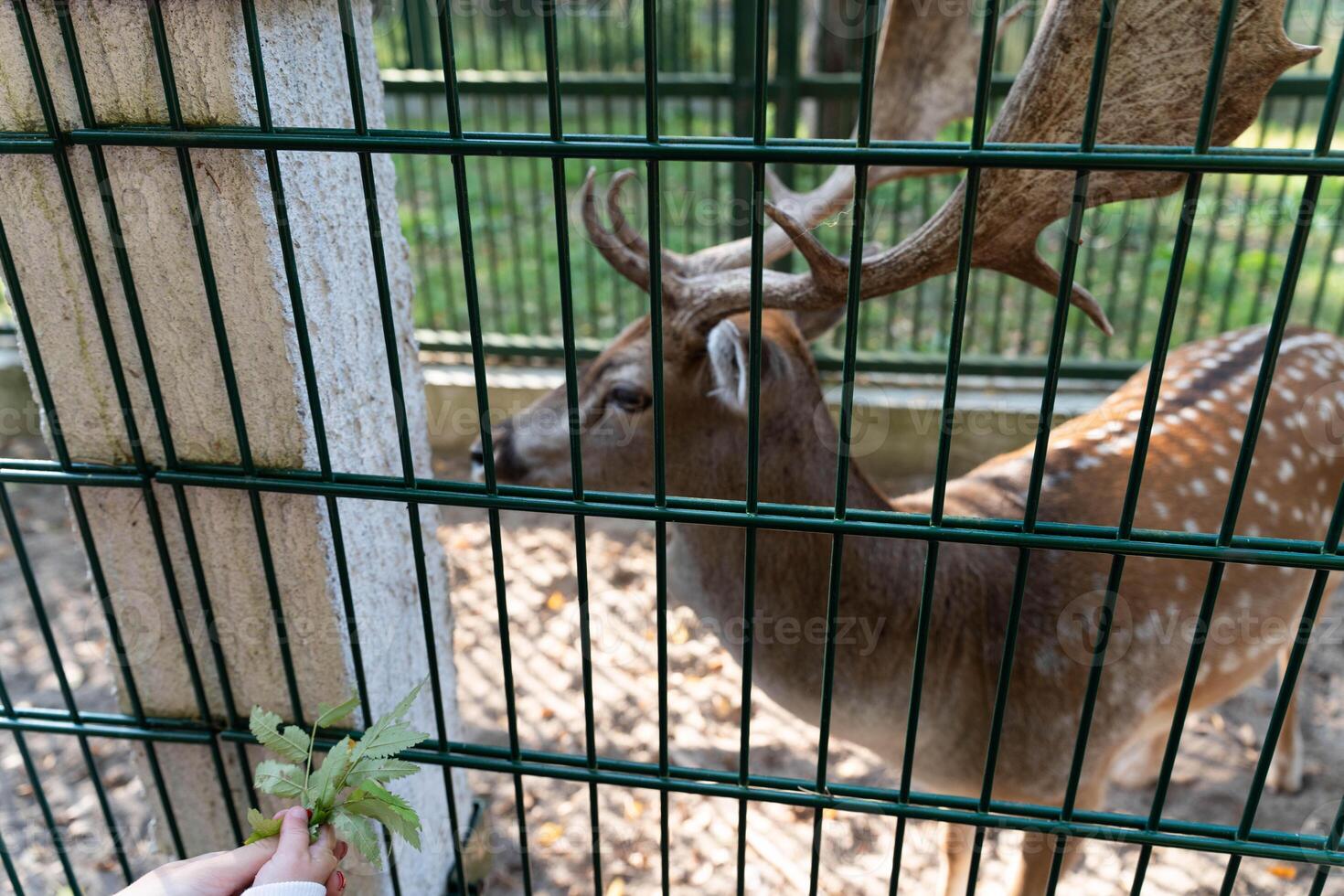 A child feeds the animals in the pens photo