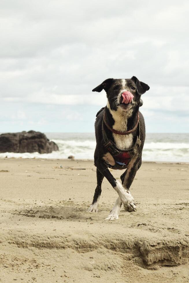 A dog running on the beach with a ball in its mouth photo