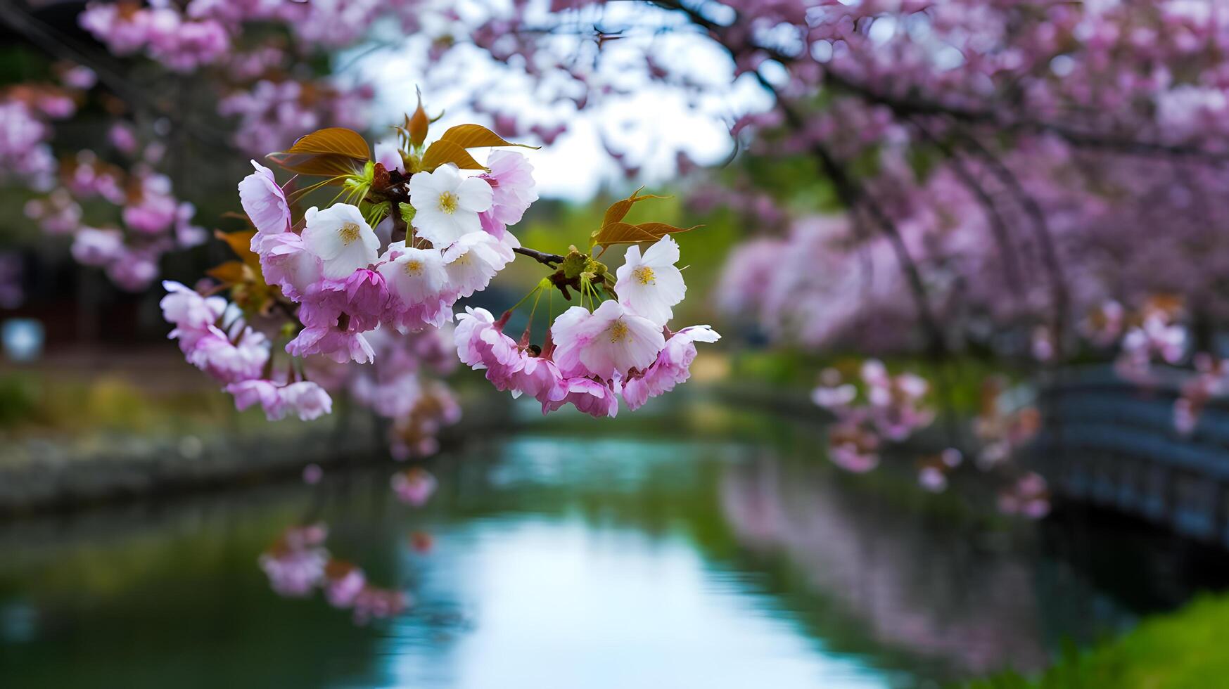 Horizontal banner with sakura flowers of pink color and Ideogram AI photo