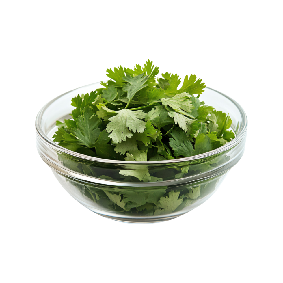 Fresh cilantro leaves seasoning or garnishing in small glass bowl isolated on transparent background png