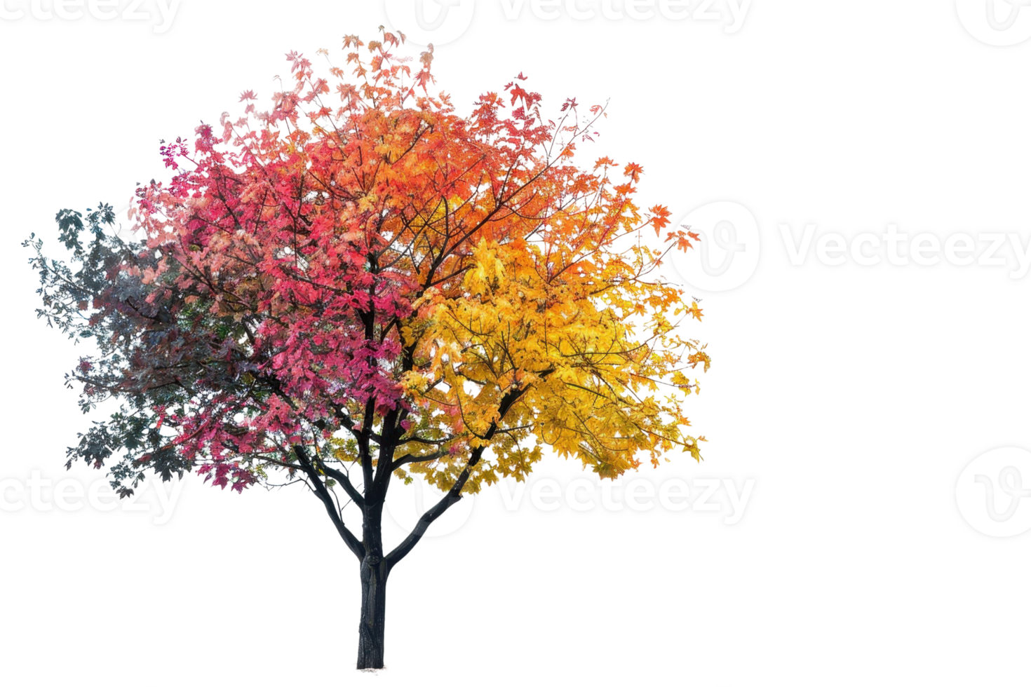 Colorful tree showcasing four seasons with vibrant leaves in red, orange, yellow, and green against a clear background. png