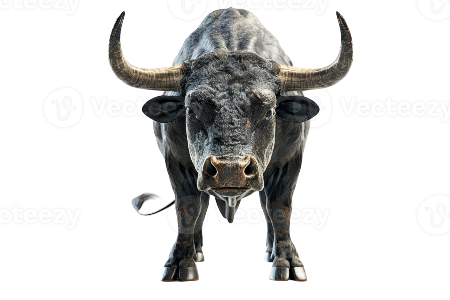 Close-up of a powerful, majestic bull with large horns in a frontal view. Perfect for agricultural, livestock, and ranch-themed illustrations. png