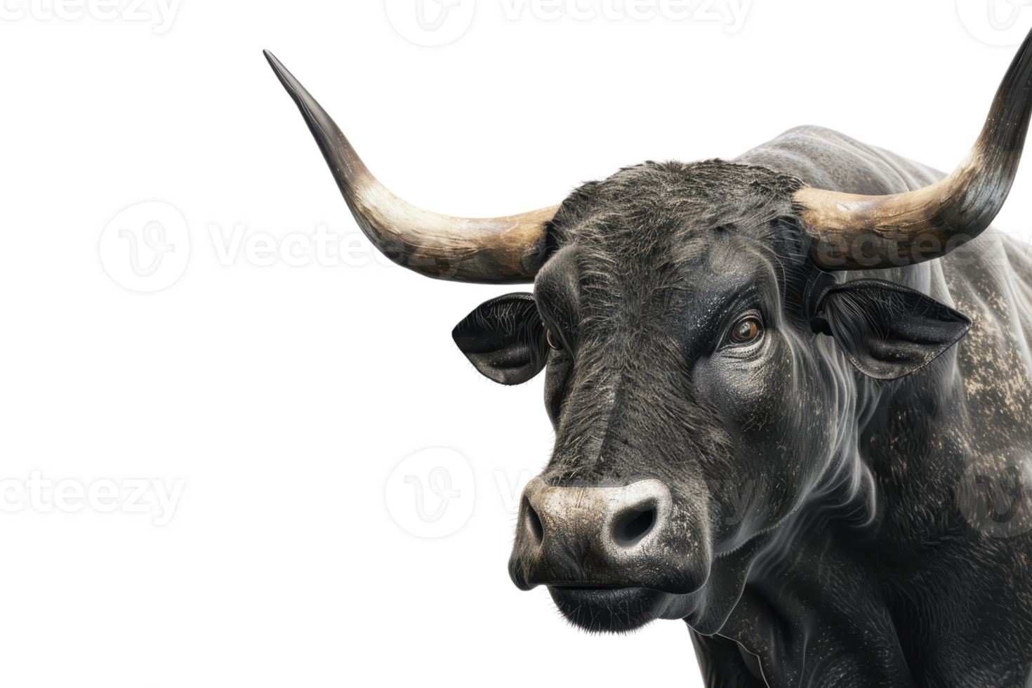Close-up image of a black bull with large horns on a transparent background. showcasing its strong and majestic presence. png