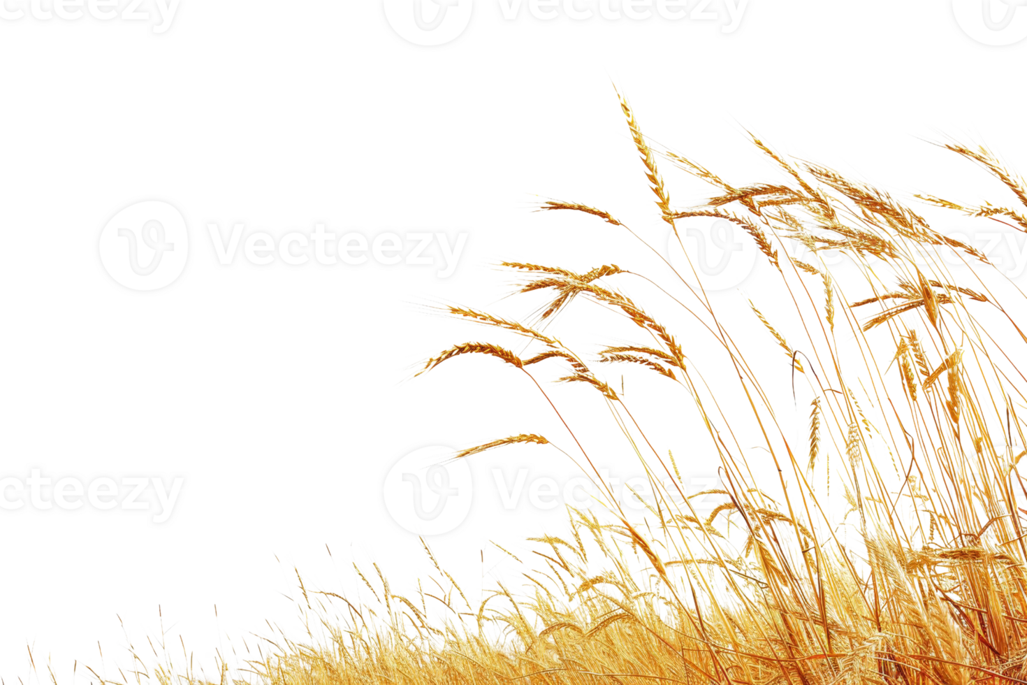 Golden wheat field against a clear blue sky, perfect for agricultural and nature-themed projects or backgrounds. png