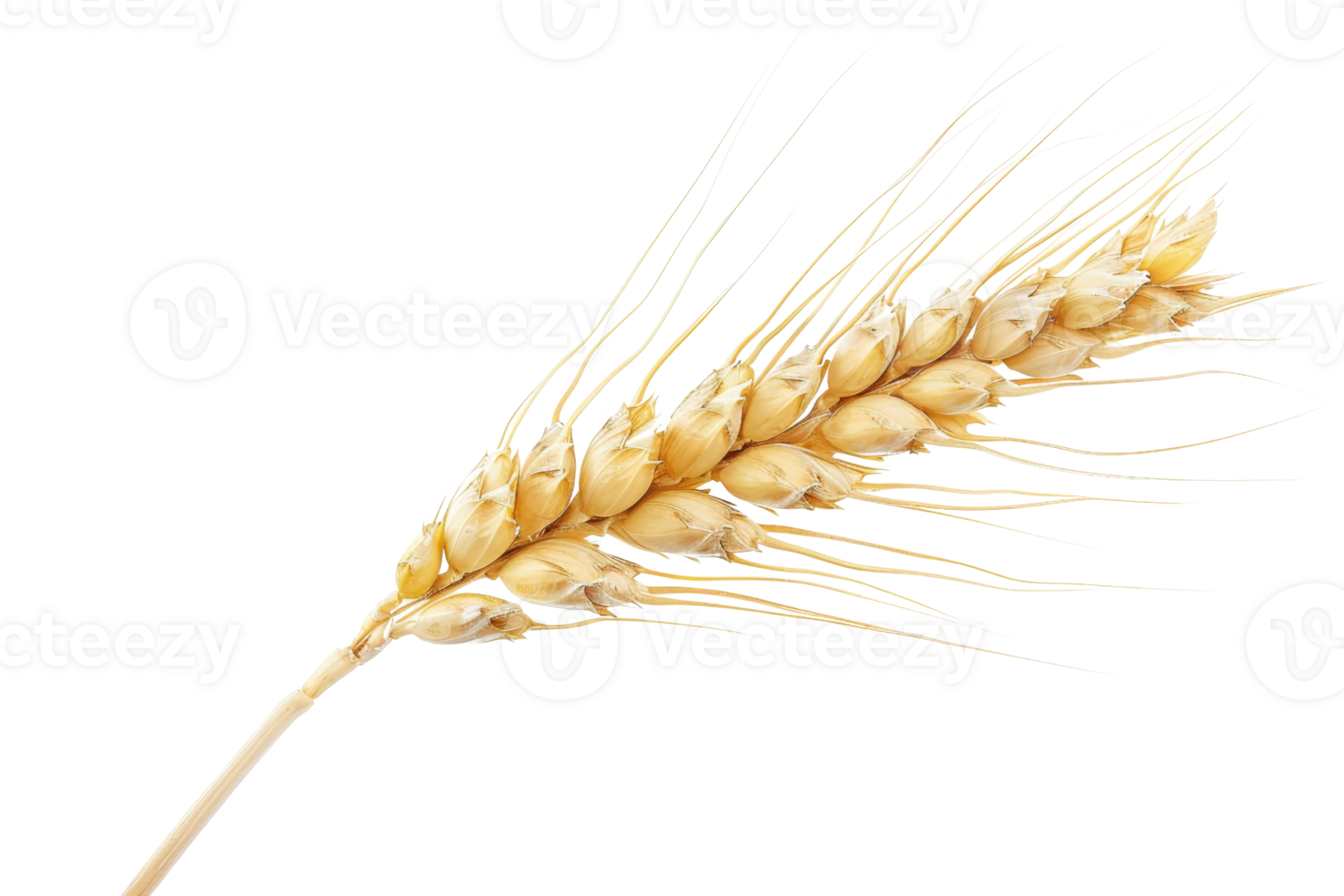 Close-up image of a single wheat ear isolated on transparent background. Perfect for agricultural, grain, and cereal related themes in stock photos. png