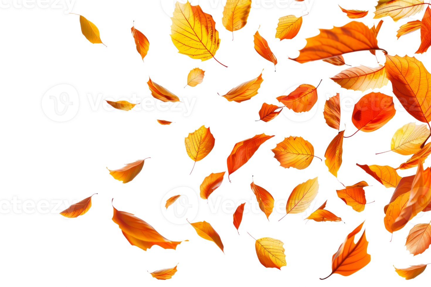 Vibrant autumn leaves falling against a transparent background, capturing the essence of the fall season. png