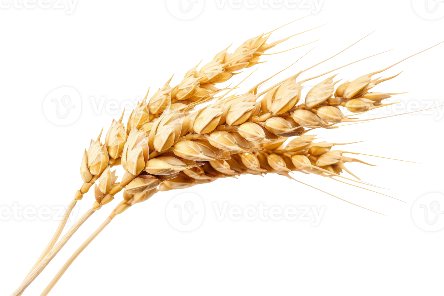 Closeup of three golden wheat ears on a transparent background. showcasing the texture and details of the grains, ideal for agricultural themes. png