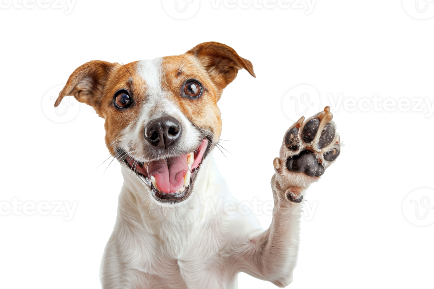Cute Jack Russell Terrier dog waving paw and smiling. Isolated on transparent background. Friendly and playful pet greeting. Happy dog portrait. png