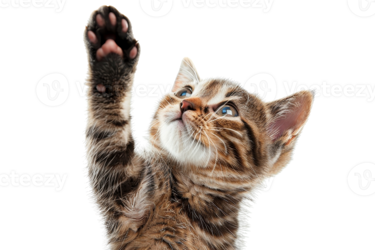 Adorable tabby kitten with its paw raised, reaching upwards. Playful and cute cat, perfect for pet-related projects or animal-themed designs. png