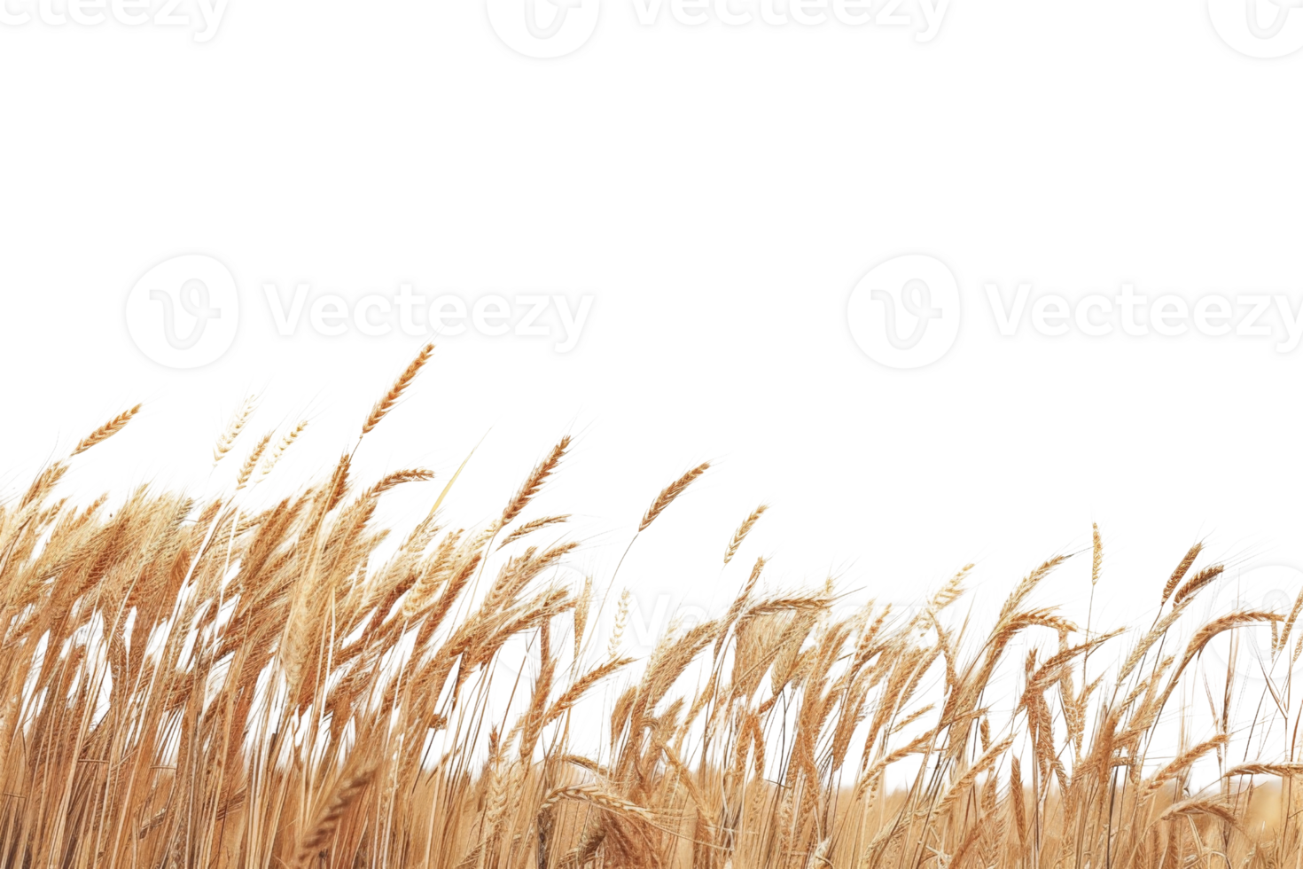 Golden wheat field isolated on transparent background. perfect for autumn harvest and agricultural themes. Detailed and vibrant png