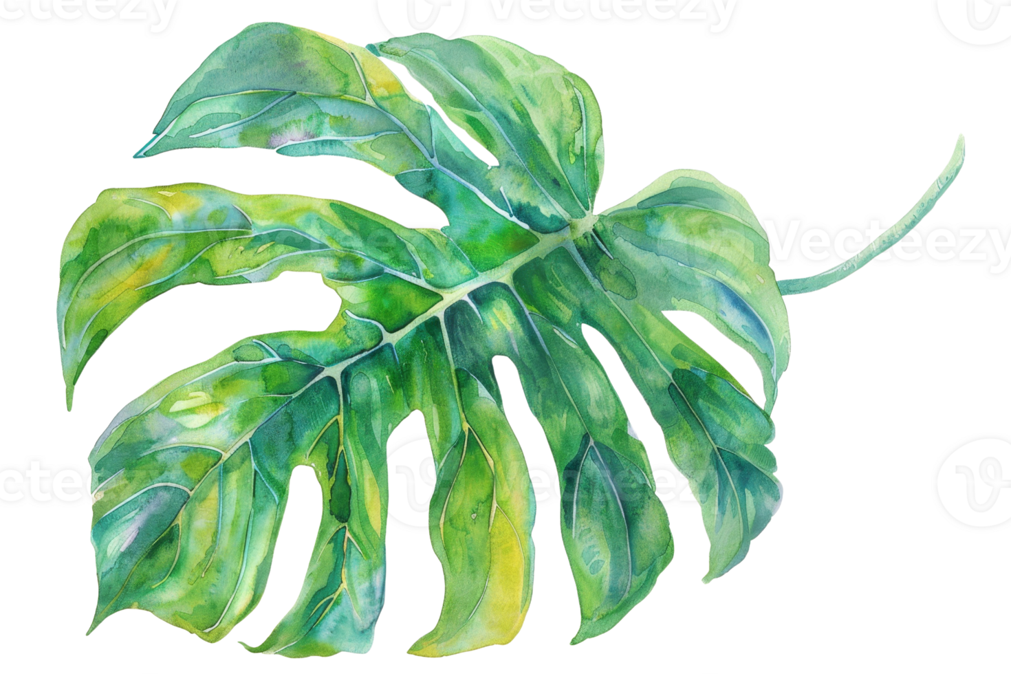 Watercolor illustration of a lush green monstera leaf on a transparent background. highlighting its vivid colors and intricate details. png