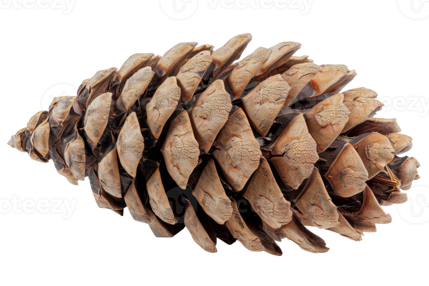 Close-up of a natural, brown pine cone isolated on transparent background. ideal for nature, autumn, or holiday-themed images. png
