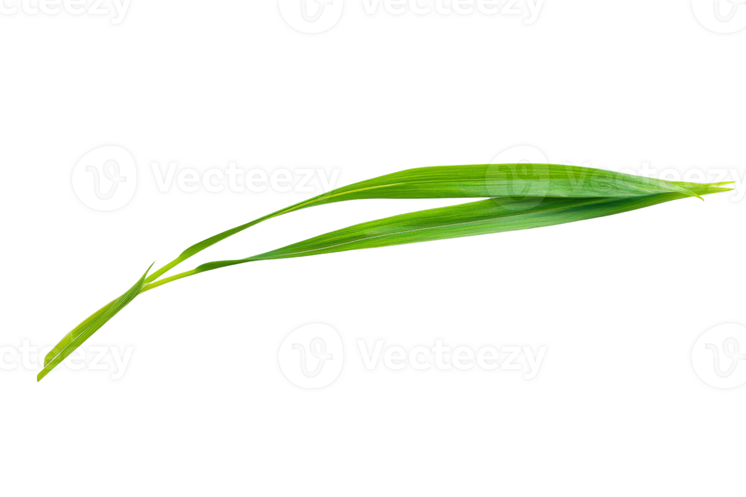 A green leaf is shown on a white background. The leaf is long and thin, with a pointed tip. Concept of simplicity and natural beauty png