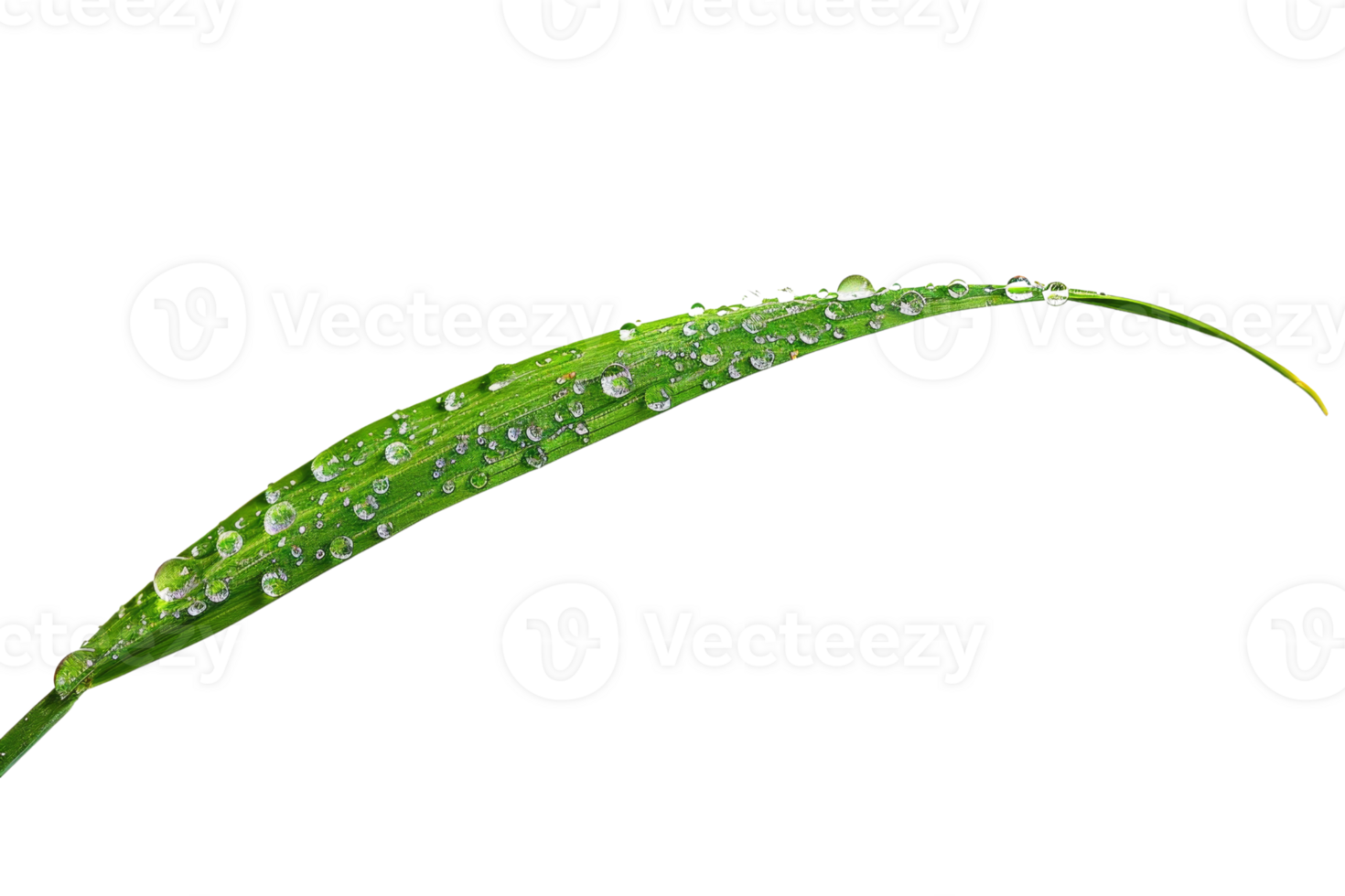 Close-up of a green leaf with water droplets, isolated on transparent background. showcasing natural beauty and freshness. png
