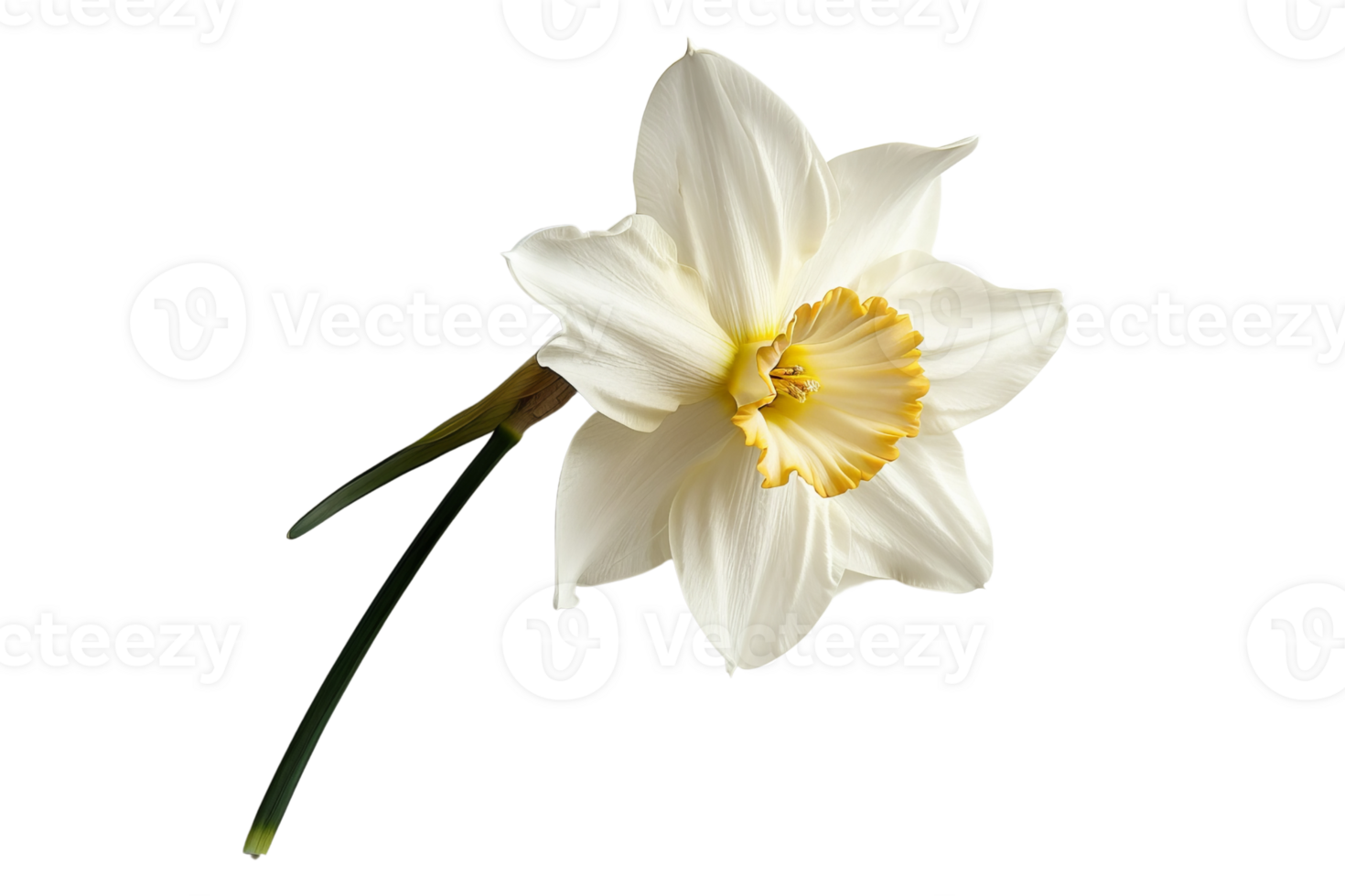 Close-up image of a beautiful white Narcissus flower with a yellow center, isolated on a transparent background. Ideal for floral and nature-themed designs. png