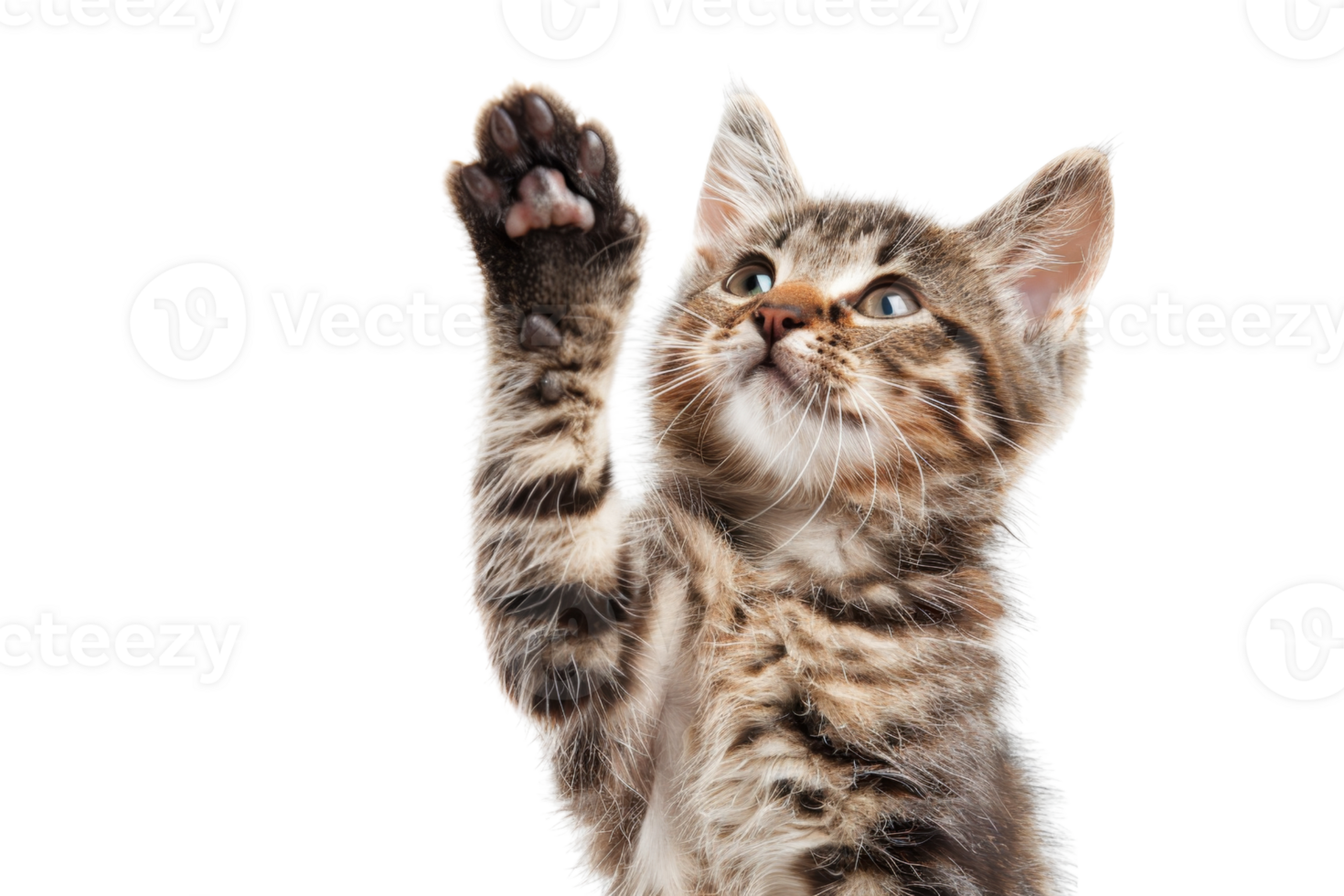 Cute tabby kitten raising paw playfully. Isolated on transparent background. perfect for pet-related designs and projects. png
