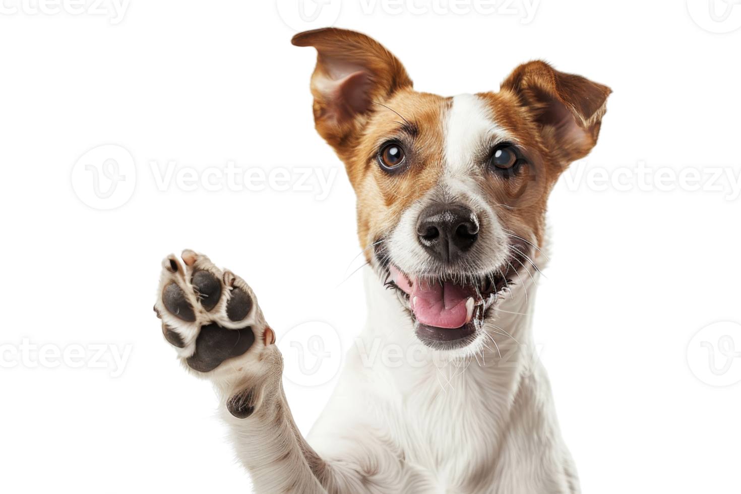 Friendly dog with one paw raised, appearing to wave. Happy expression, white and brown fur. Isolated on transparent background. png