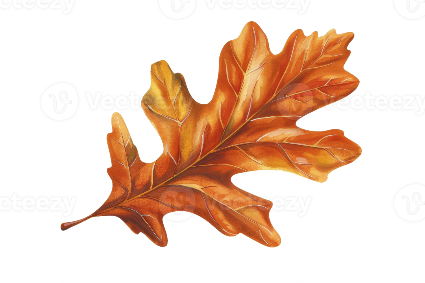 A leaf with a yellow and brown color. The leaf is on a white background. The leaf is the main focus of the image png