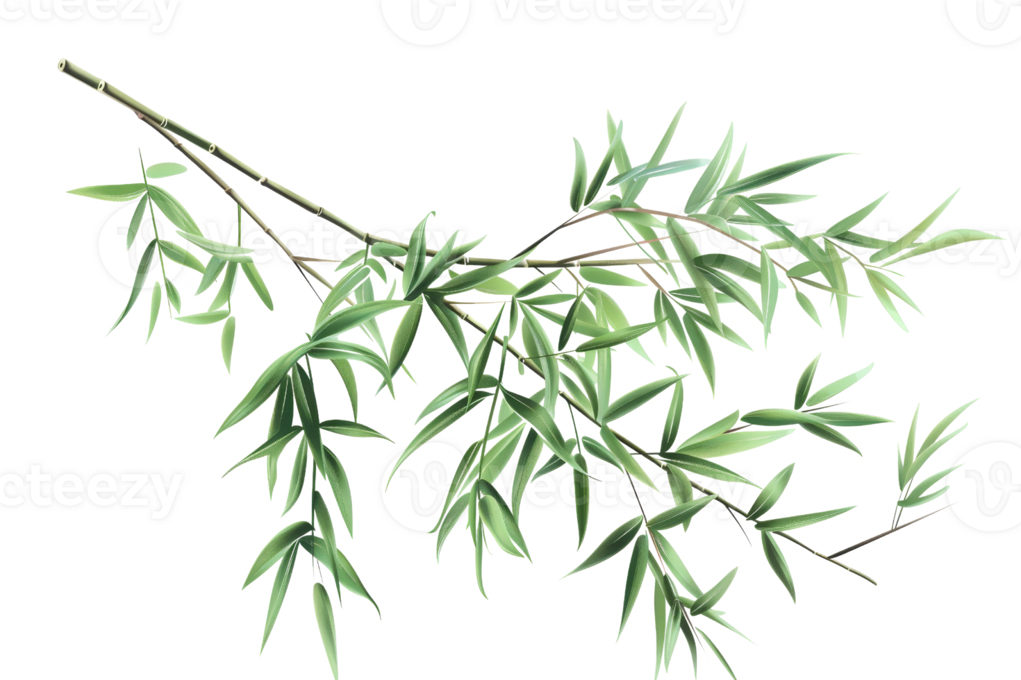 Illustration of bamboo leaves on a branch, detailed and green, perfect for nature, botanical themes, or Asian-inspired designs. png