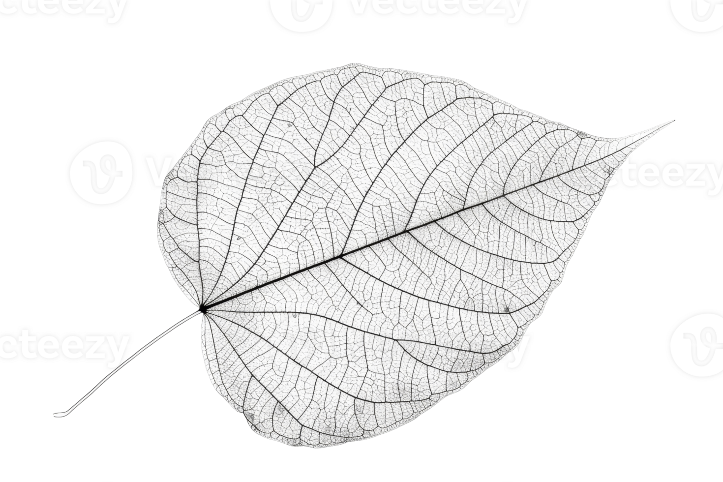 Detailed close-up of a single leaf skeleton showcasing intricate vein structure and pattern. Minimalist black and white nature photography. png