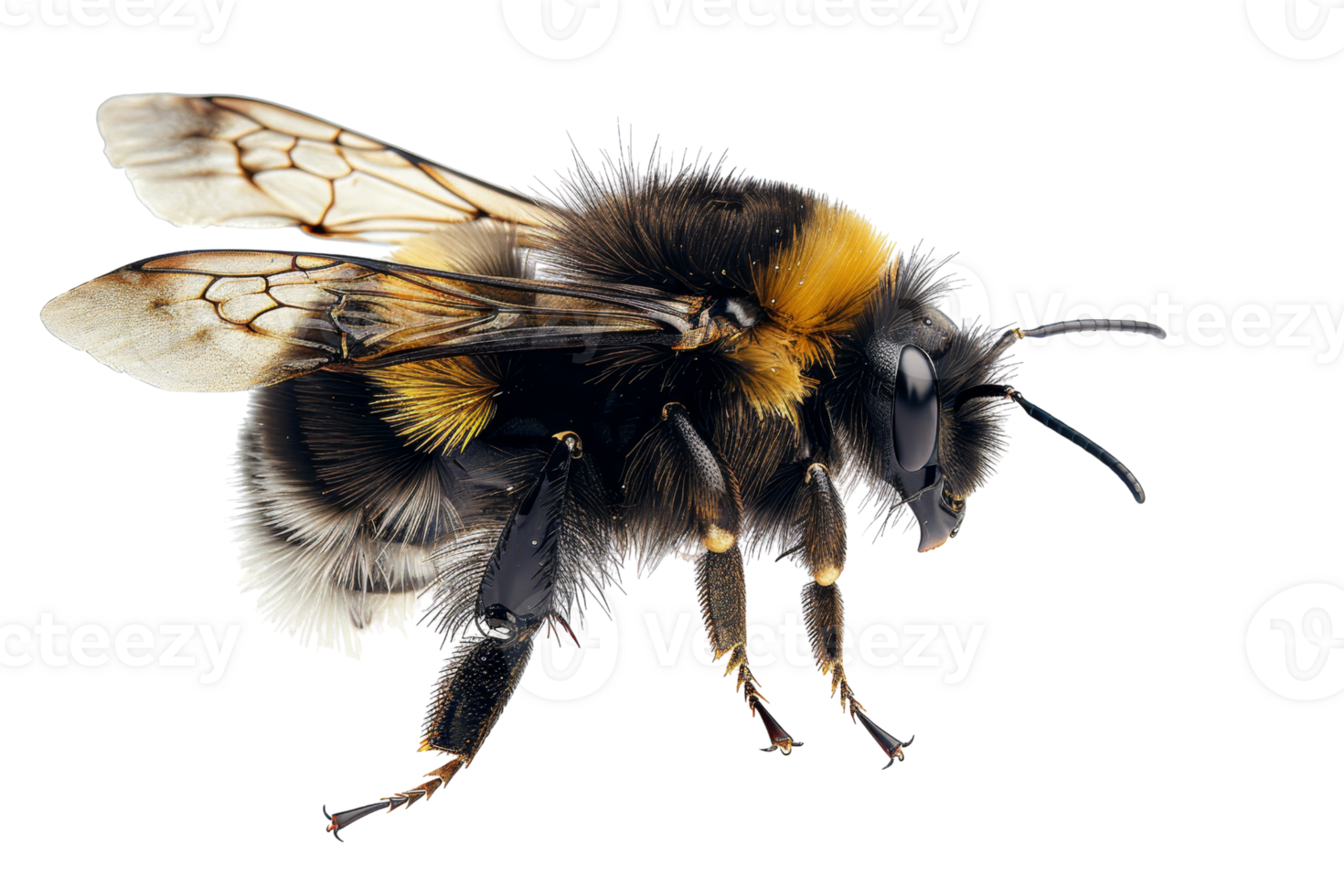 Close-up of a bumblebee isolated on a transparent background. Perfect for nature, insect, and wildlife themes in stock photography. png