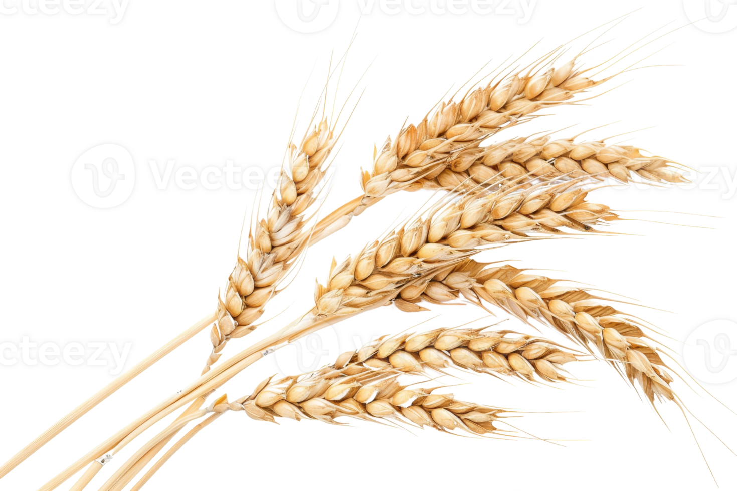 Golden wheat ears isolated on transparent background. Perfect cereal image for agriculture, harvest, and baking themes. png