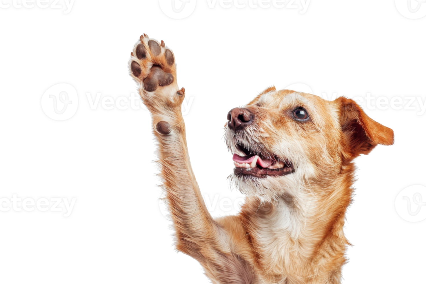 adorabile Marrone cane con un' sollevato zampa su trasparente sfondo. guardare contento e energico. Perfetto per animale domestico e a tema animale progetti. png