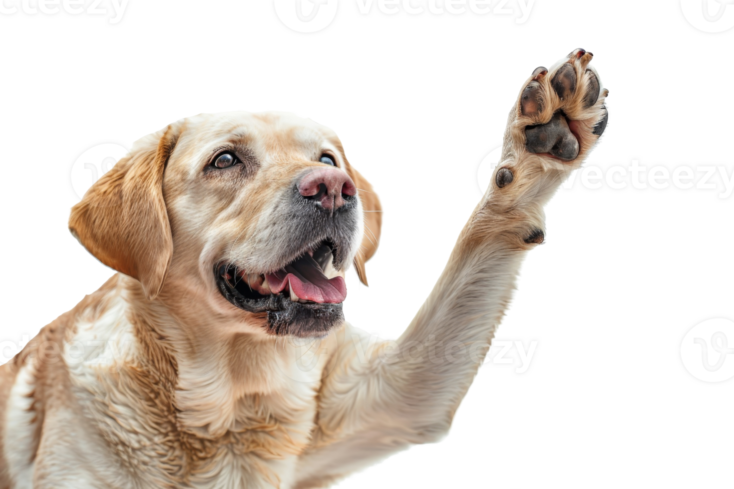 Happy Labrador retriever raising paw. Energetic dog showing playful behavior, isolated on transparent background. png