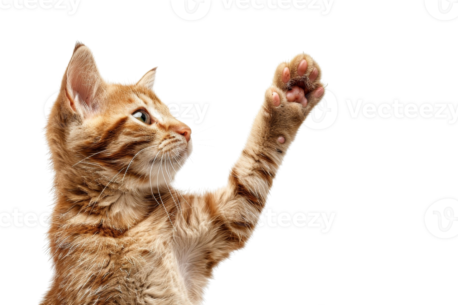 Adorable orange tabby kitten with raised paw, isolated on transparent background. expressing playful curiosity. png