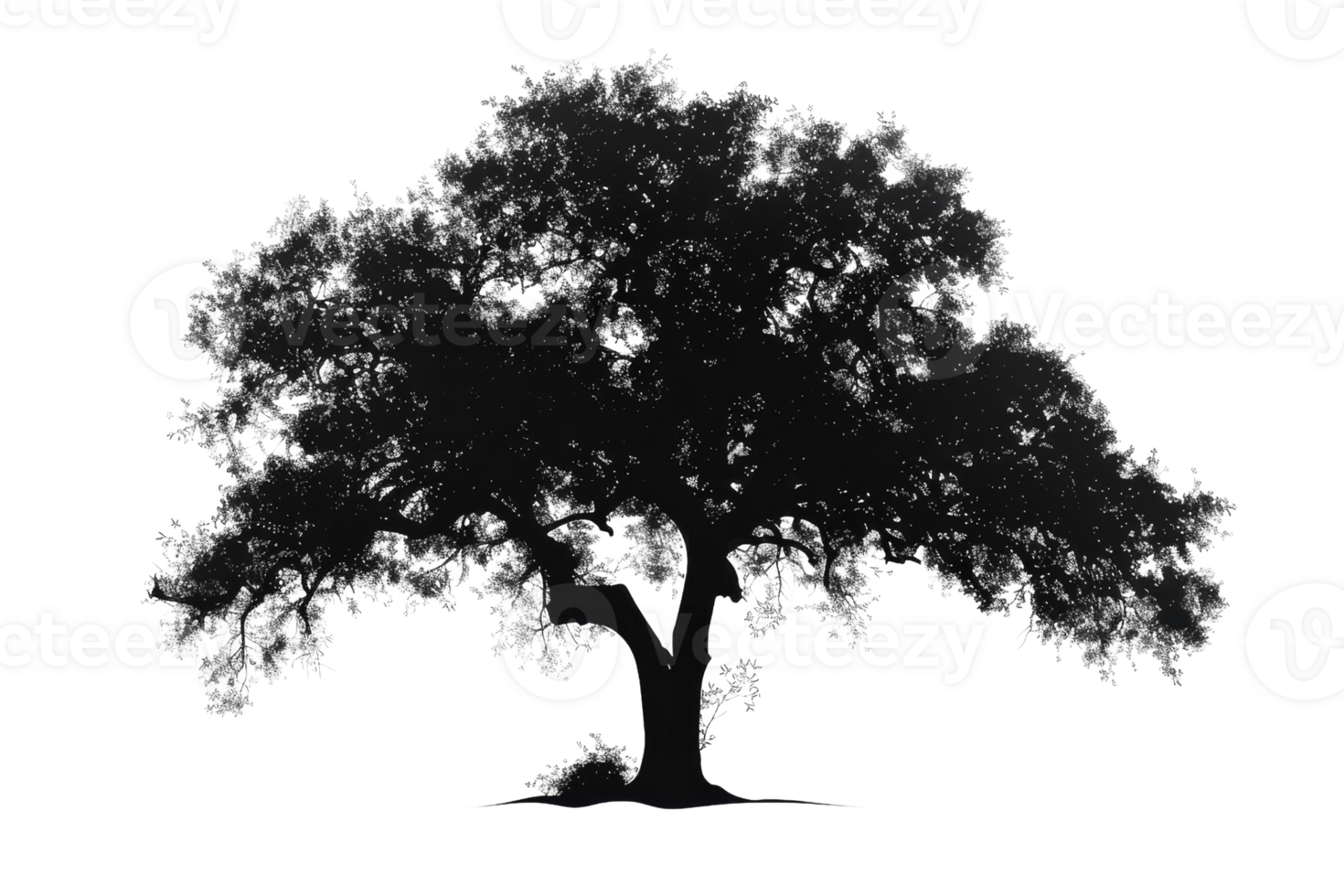 Silhouette of a large, sprawling tree with dense foliage against a transparent background, perfect for nature and landscape projects. png