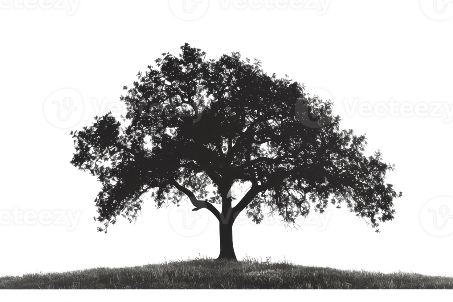 Scenic view of a solitary tree on a hill with its intricate branches spread wide, showcasing nature's elegance and tranquility. png