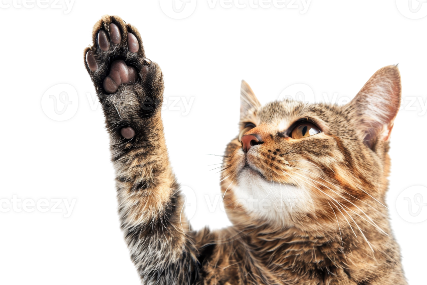 Close-up of a tabby cat raising its paw, isolated on transparent background. showcasing its expressive face and beautiful fur patterns. png