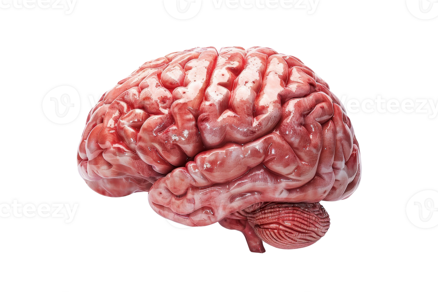 High-resolution medical image of the human brain, showcasing detailed anatomy and structure for educational and scientific purposes. png