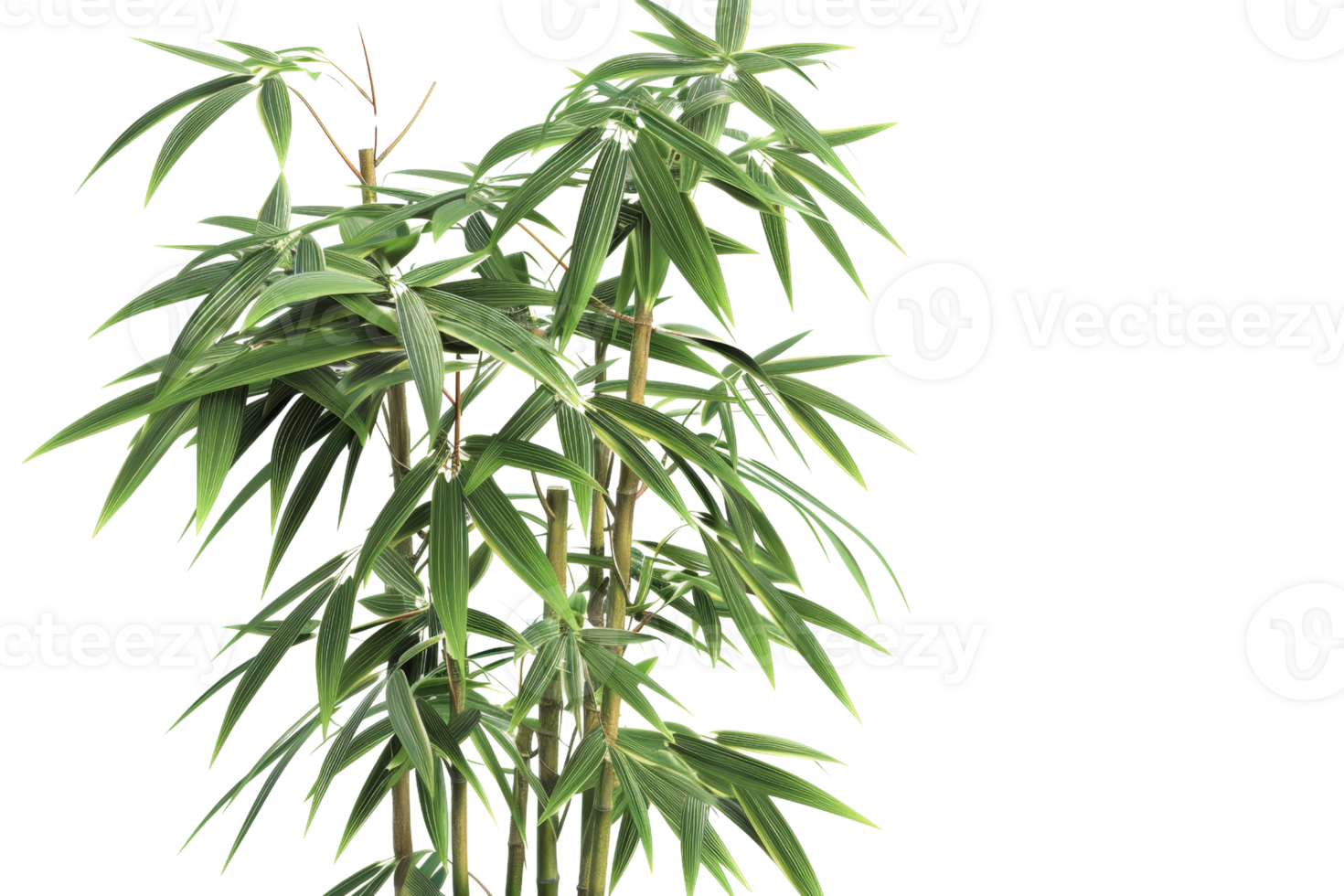 Green bamboo plant isolated on a transparent background. showcasing healthy leaves and stems, perfect for nature and botanical themes. png