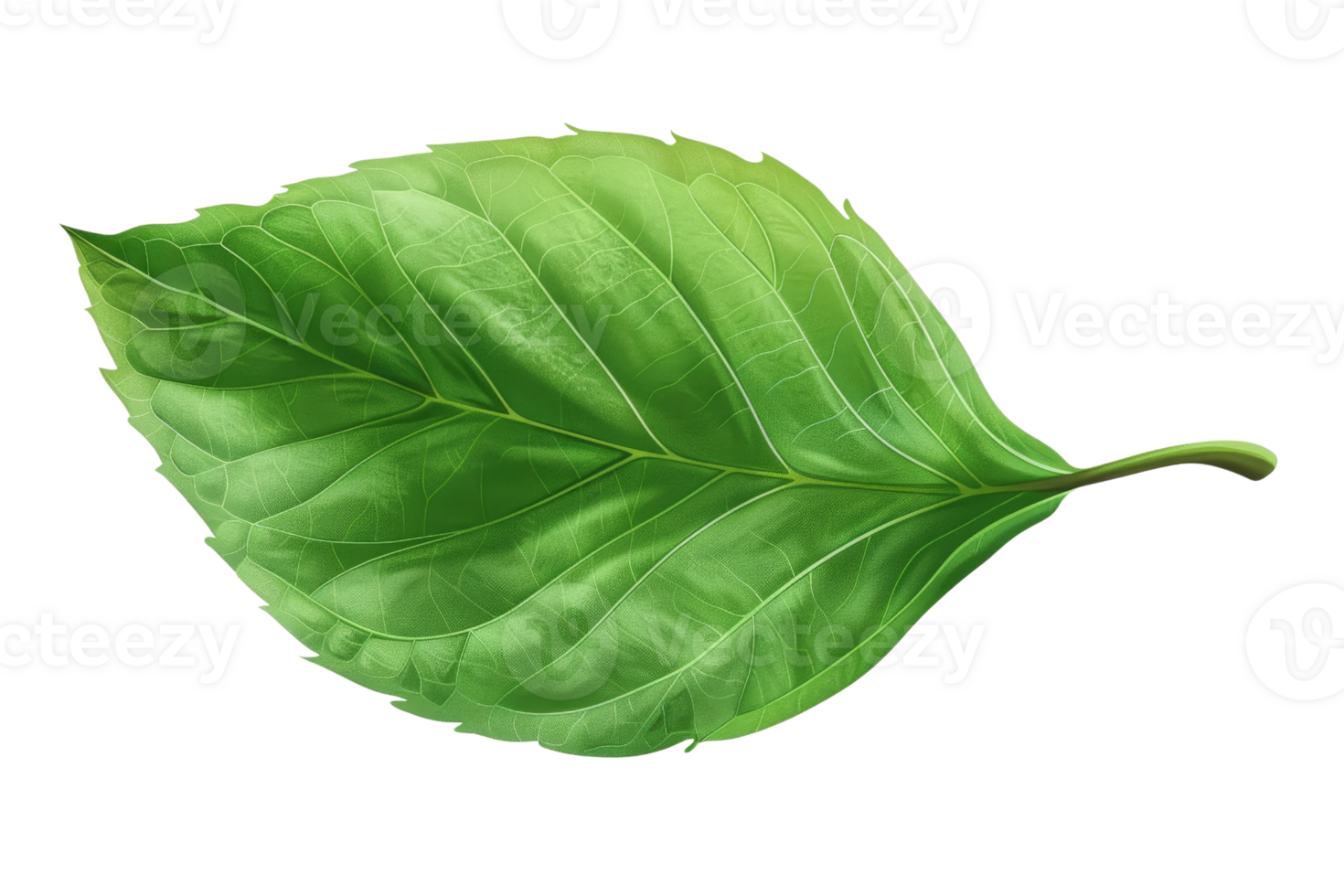 A leaf is shown in a green color. The leaf is very thin and has a pointed tip png